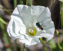 Lytta crotchii