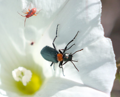 Lytta crotchii