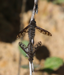 Conophorus fenestratus