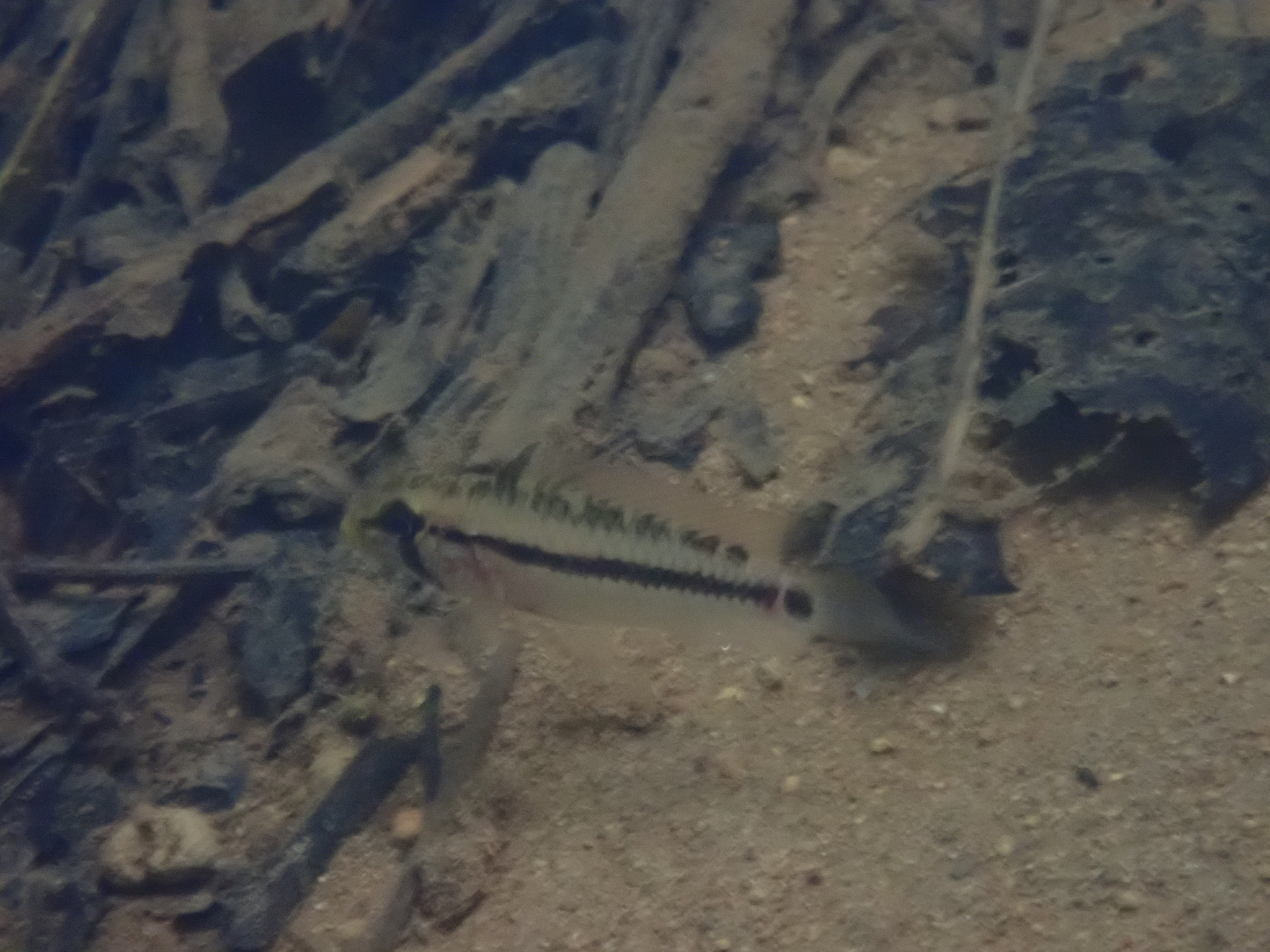 Gosse Dwarf Cichlid
