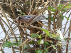 Mecopodinae