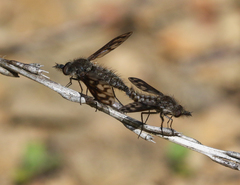 Conophorus fenestratus