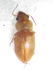 Bradybaenus cephalotes