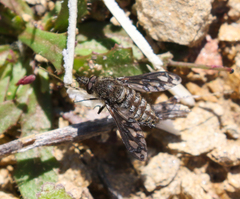 Conophorus fenestratus