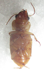 Bradybaenus cephalotes
