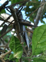 Mecopodinae