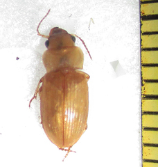 Bradybaenus cephalotes
