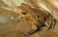 Rhinella dapsilis