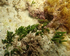 Caulerpa brownii