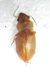 Bradybaenus cephalotes