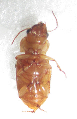 Bradybaenus cephalotes