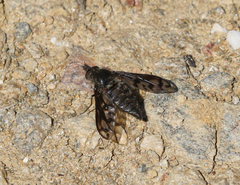 Conophorus fenestratus