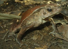 Rhinella dapsilis