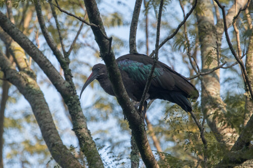 iNaturalist image