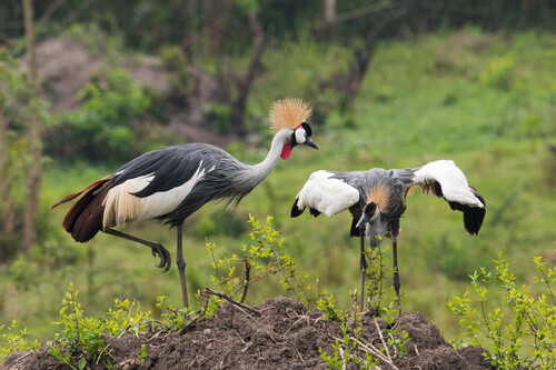 iNaturalist image