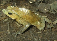 Rhinella dapsilis