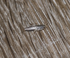 Ctenolepisma lineatum
