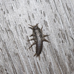 Ctenolepisma lineatum
