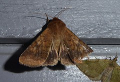 Helicoverpa armigera conferta