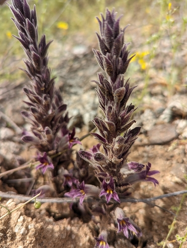 desert broomrape