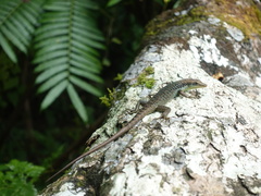 Emoia tuitarere