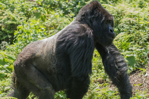 Mountain Gorilla