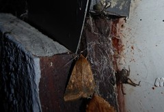 Helicoverpa armigera conferta