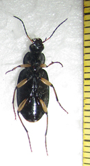 Chlaenius perspicillaris
