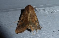 Helicoverpa armigera conferta