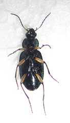 Chlaenius perspicillaris