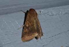 Helicoverpa armigera conferta