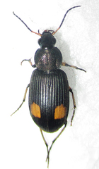 Chlaenius perspicillaris