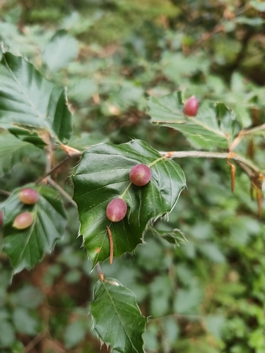 Beech Gall Midge