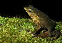 Rhinella proboscidea