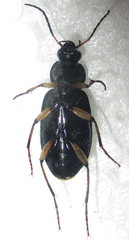 Chlaenius perspicillaris
