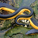 Serpiente Marina Pelágica - Photo (c) Flaxington, algunos derechos reservados (CC BY-NC), subido por Flaxington