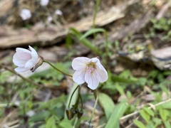 Claytonia virginica