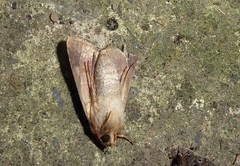 Helicoverpa armigera conferta