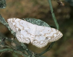 Scopula propinquaria