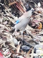Garrulus glandarius atricapillus