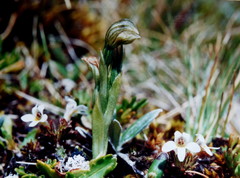 Pterostylis tanypoda
