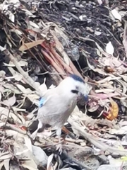 Garrulus glandarius atricapillus