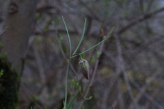Fritillaria montana
