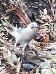 Garrulus glandarius atricapillus