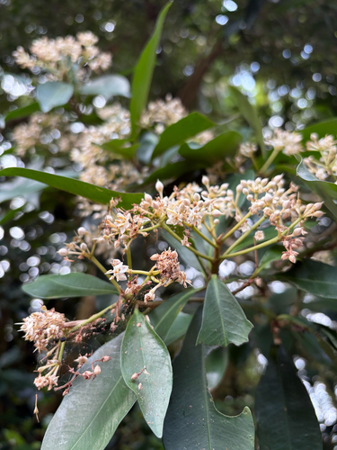 Ardisia sieboldii, photograph 6