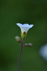 Saxifraga granulata