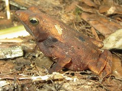 Rhinella proboscidea