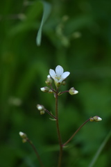 Saxifraga granulata