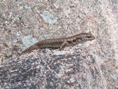 Concinnia sokosoma