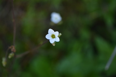 Saxifraga granulata